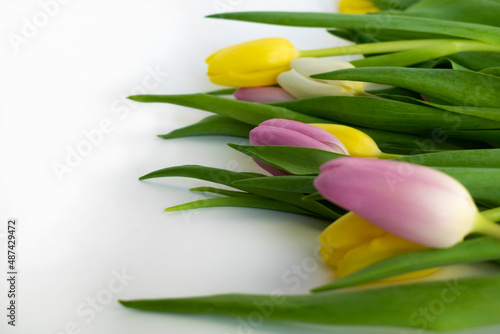 colourful tulips isolated over white background with copyright space