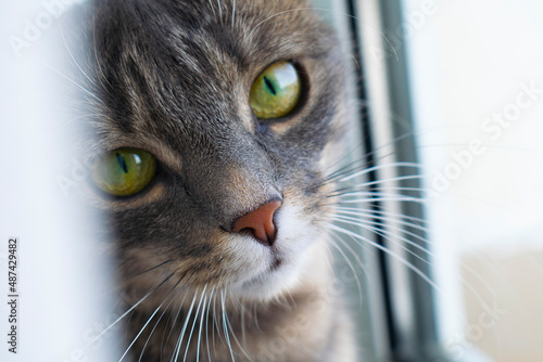 Cute grey tabby cat in close up portrait sitting next to window