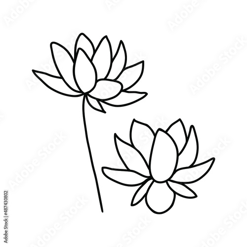Vector lotus flowers in doodle style. Drawn with an outline on a white background