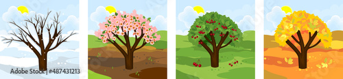 Cherry tree at four seasons: spring, summer, autumn, winter