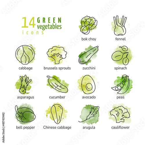 Watercolor green vegetables line icons set with cabbage zucchini spinach asparagus cucumber avocado peas arugula bock choy fennel brussels sprouts cauliflower healthy food isolated vector illustration