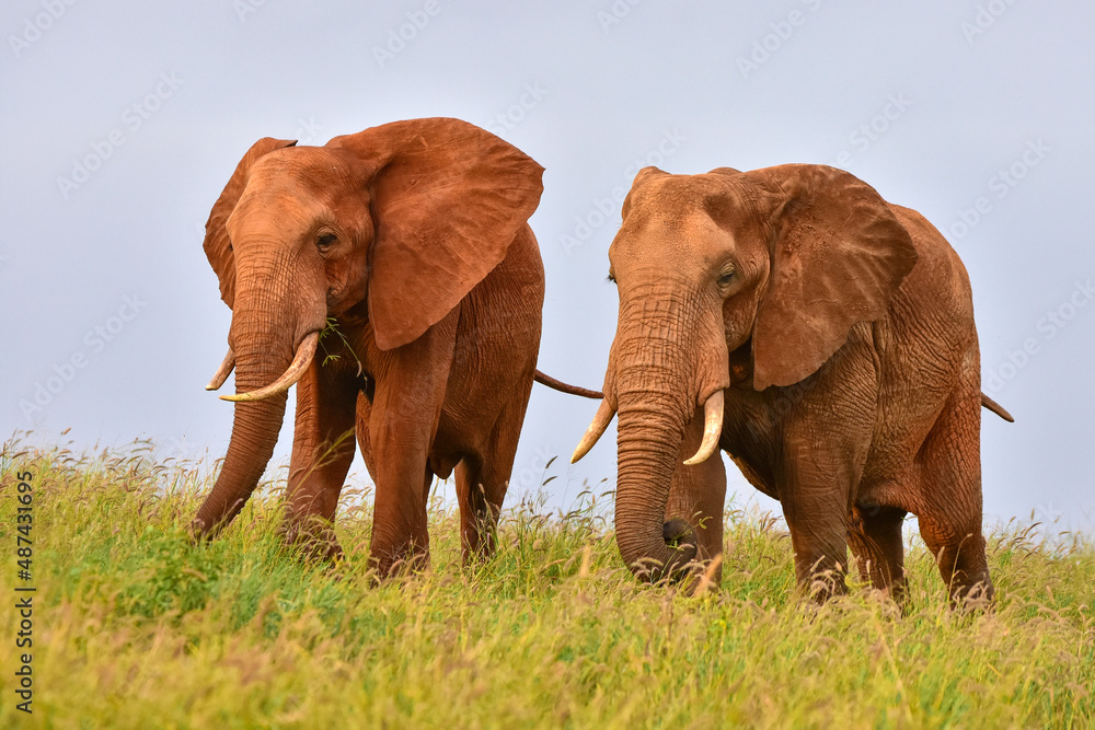 Safari in the African savannah. Elephants in the National Park of Kenya.