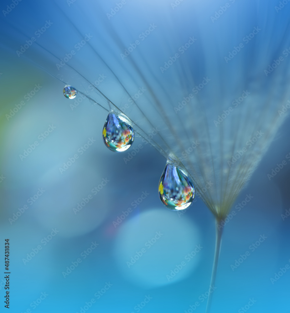 Beautiful Nature Background.Floral Art Design.Abstract Macro Photography.Pastel Flower.Dandelion Flowers.Blue Background.Creative Artistic Wallpaper.Wedding Invitation.Celebration,love.Close up View. Beautiful Nature Background.Floral Art Design.Abstract Macro Photography.Pastel Flower.Dandelion Flowers.Blue Background.Creative Artistic Wallpaper.Wedding Invitation.Celebration,love.Close up View.
