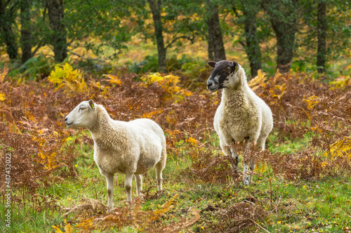 Highland mule ewe and her well grown lamb, stood in colourful golden bracken and looking to the left. Glen Strathfarrar in the Highlands of Scotland. Copy Space. Horizontal.