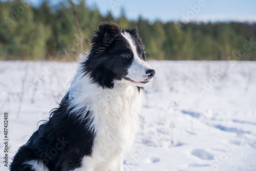 Portrait of a black and white border collie dog, which looks to the right and is outdoors in winter in frost, in the background is a forest.
