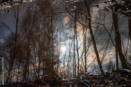 Waldsaum sieht aus wie echt, ist aber eine Spiegelung in einer Wasserlache photo