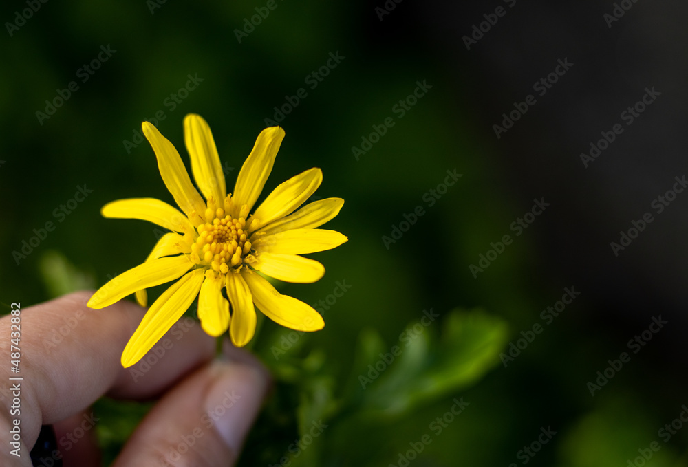 Yellow flower, close up, green background, cute blossom. Yellow flower, close up, green background, cute blossom.
