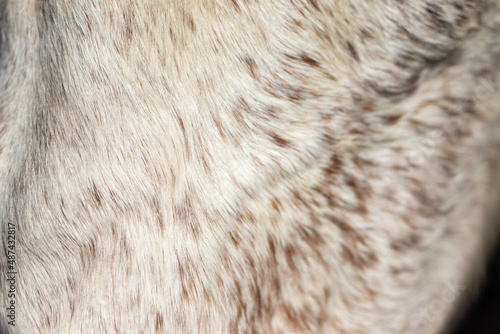 Details of horse fur, white with brown spots, Lusitano horse.