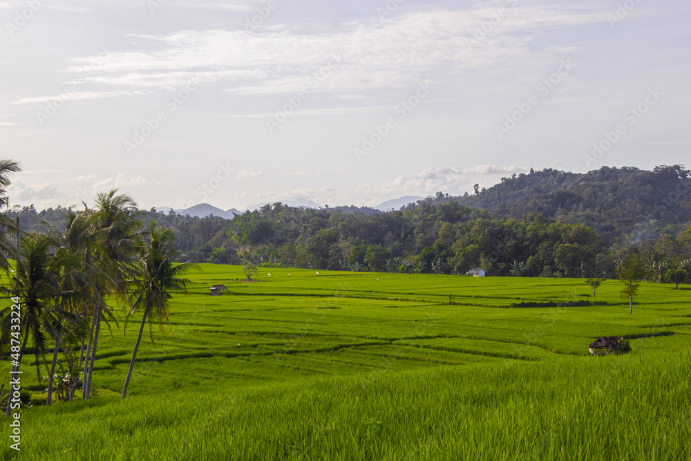 Rice field landscape with views of coconut trees and clear sky