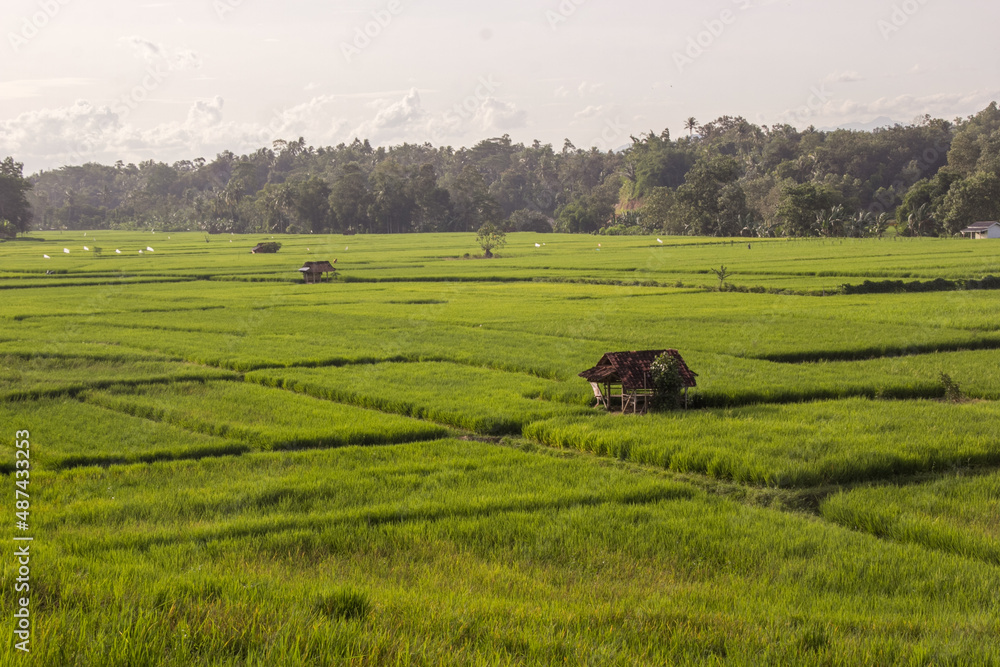 Green rice field with a hut in the middle of rice fields and clear sky, Lampung Indonesia