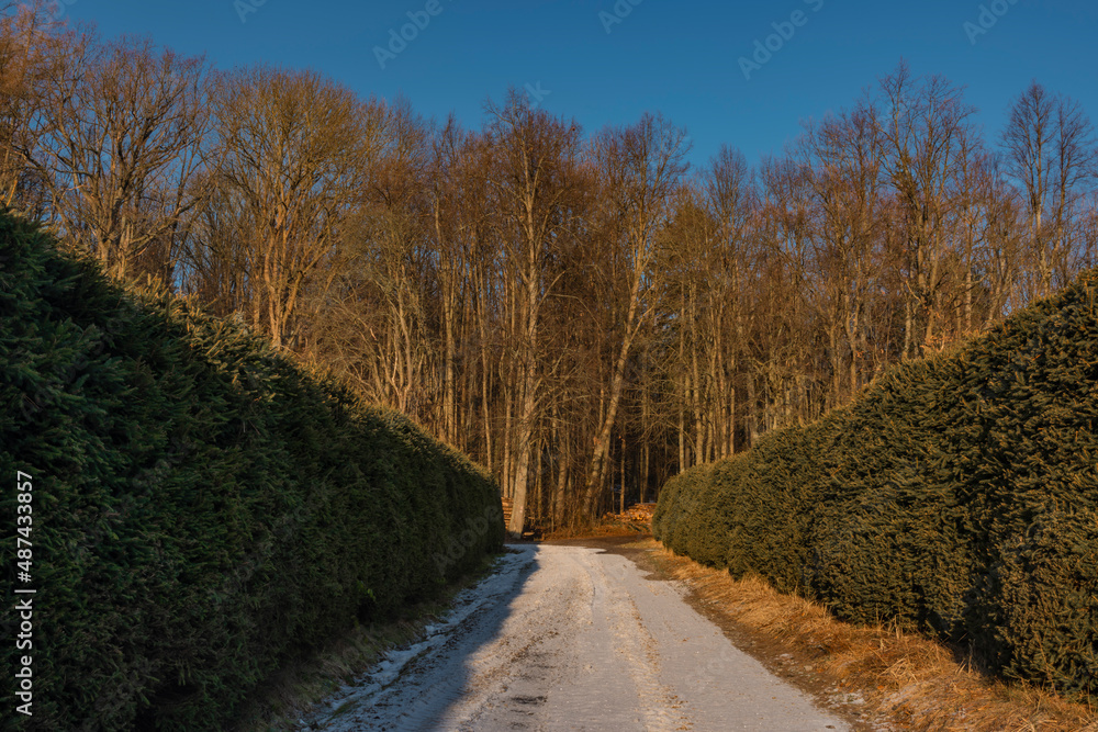 Creeks near Javorice hill in winter snowy forest