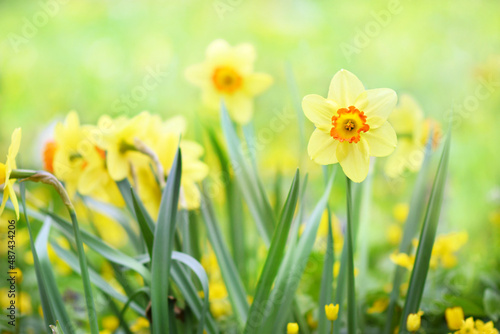Spring blossoming light yellow and white daffodils in garden, springtime blooming narcissus (jonquil) flowers, selective focus, shallow DOF, toned