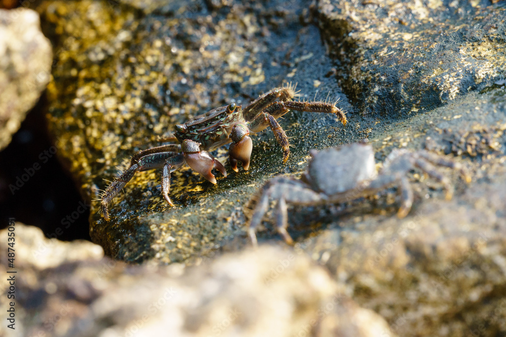 Two crabs on a stone face each other Two crabs on a stone face each other