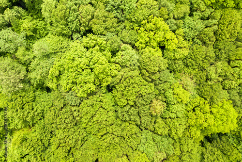 Top down aerial view of green summer forest with canopies of many fresh trees © bilanol