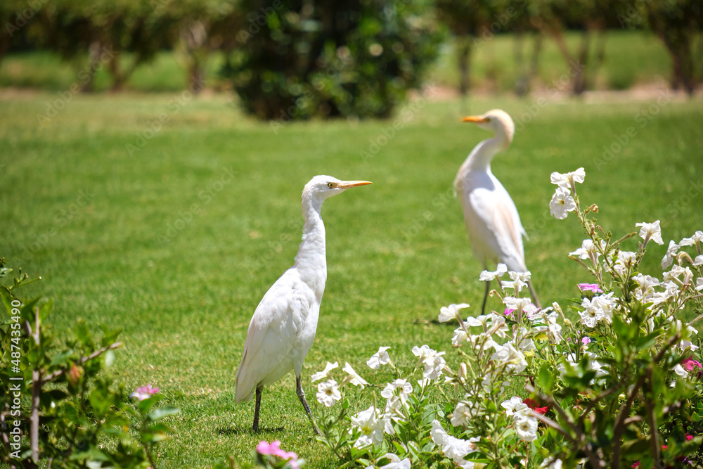 White cattle egret wild bird, also known as Bubulcus ibis walking on green lawn in summer White cattle egret wild bird, also known as Bubulcus ibis walking on green lawn in summer