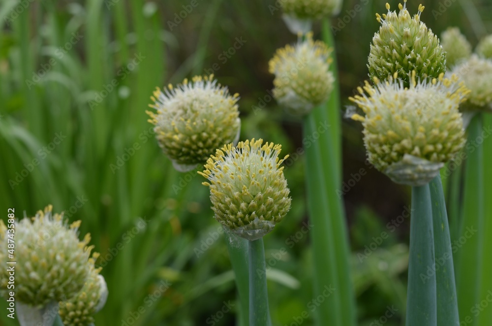 Blooming Welsh onion, scientific name Allium fistulosum Blooming Welsh onion, scientific name Allium fistulosum