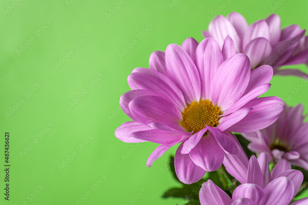 lilac chrysanthemums on a green background, close-up, copy space, selective focus