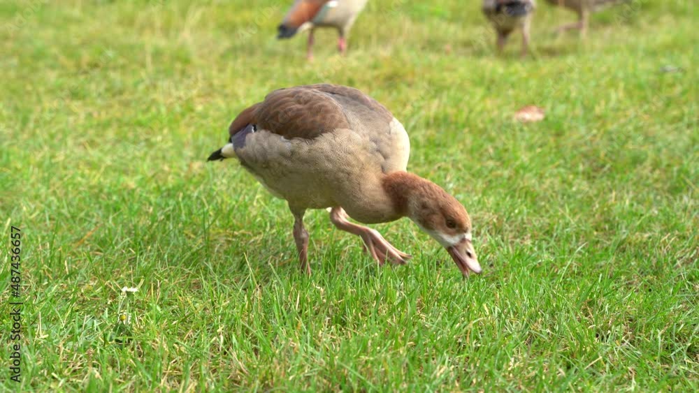 Brown Egyptian nile geese with patterns in the plumage eat grass in the park Brown Egyptian nile geese with patterns in the plumage eat grass in the park