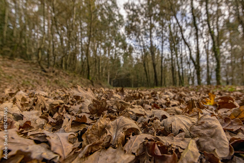 Dried oak leaves on the ground of a road