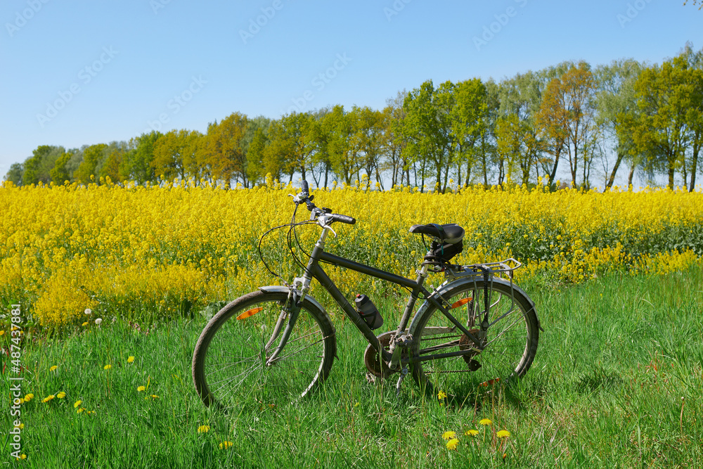 Rower stoi wśród pól kwitnącego rzepaku. Po trudach trasy i polnych dróg rowerzysta odpoczywa leżąc w trawie. - obrazy, fototapety, plakaty 