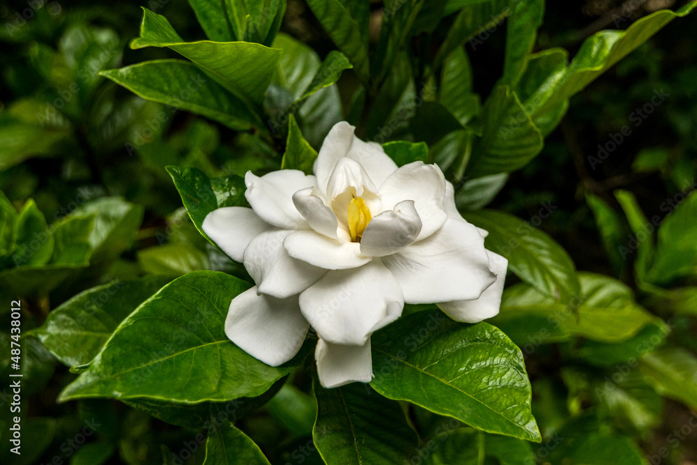 Beautiful and fragrant white flower of Gardenia Beautiful and fragrant white flower of Gardenia