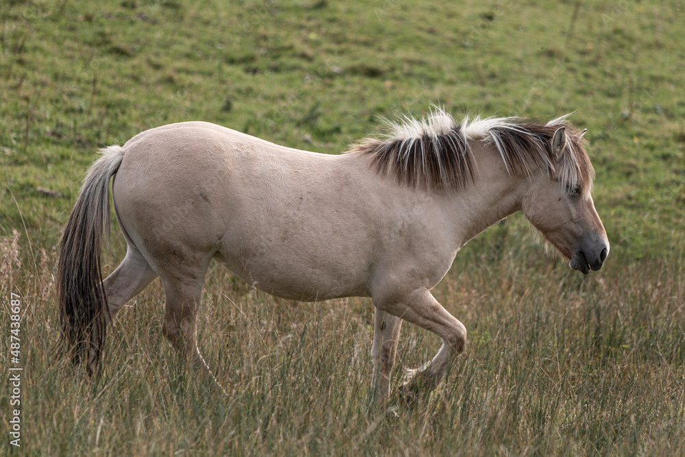 Pferd Pferd