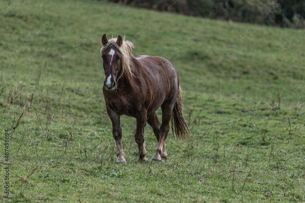 Fototapeta premium Haflinger