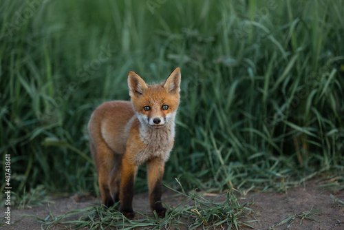 red fox against a background of green grass