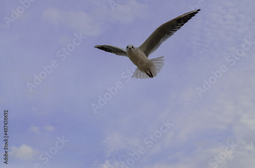 Flying seagulls on a bright cold day at the sea. These white birds are always watching what to catch and eat. Blue sky and white clouds make a perfect background. 