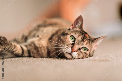 A brown striped cat with green eyes lays on carpet