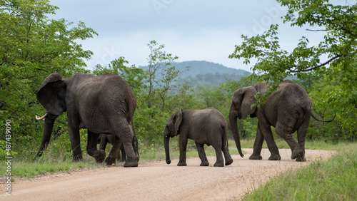Three elephants representing a family walking in Kruger National Park, South Africa
