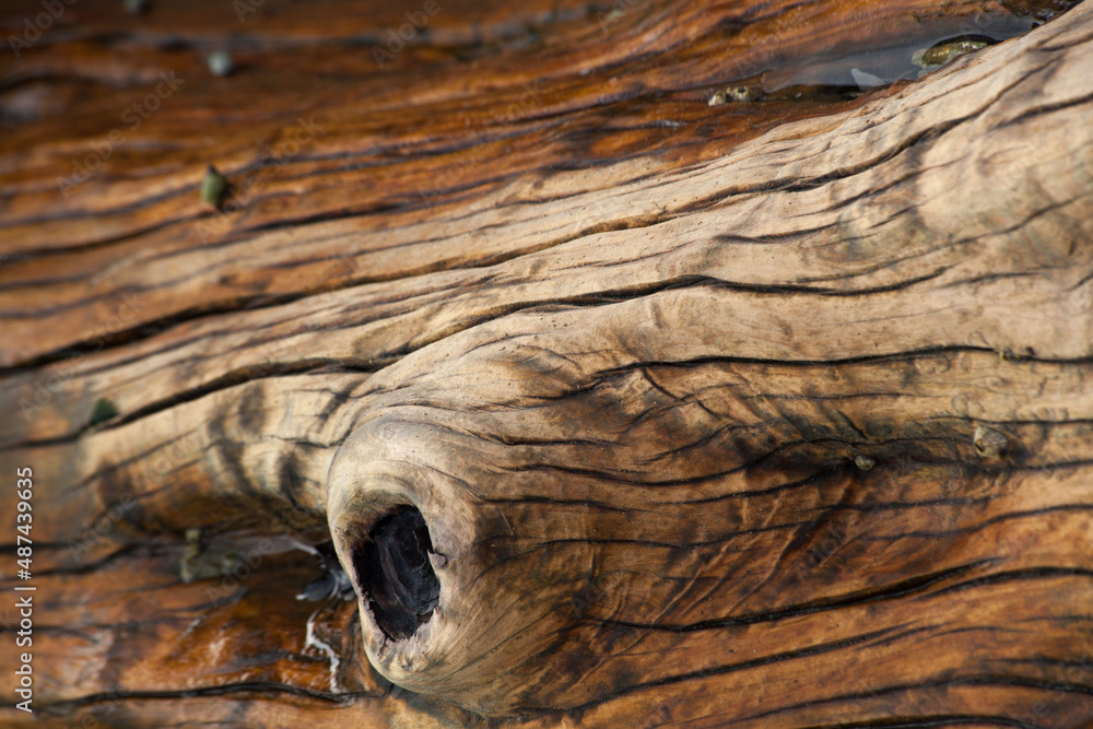 Abstraction of old dry wood