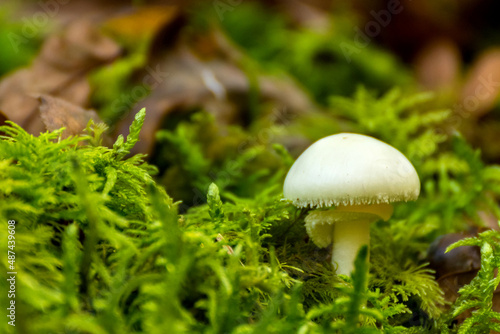Macro of a mushroom in the forest