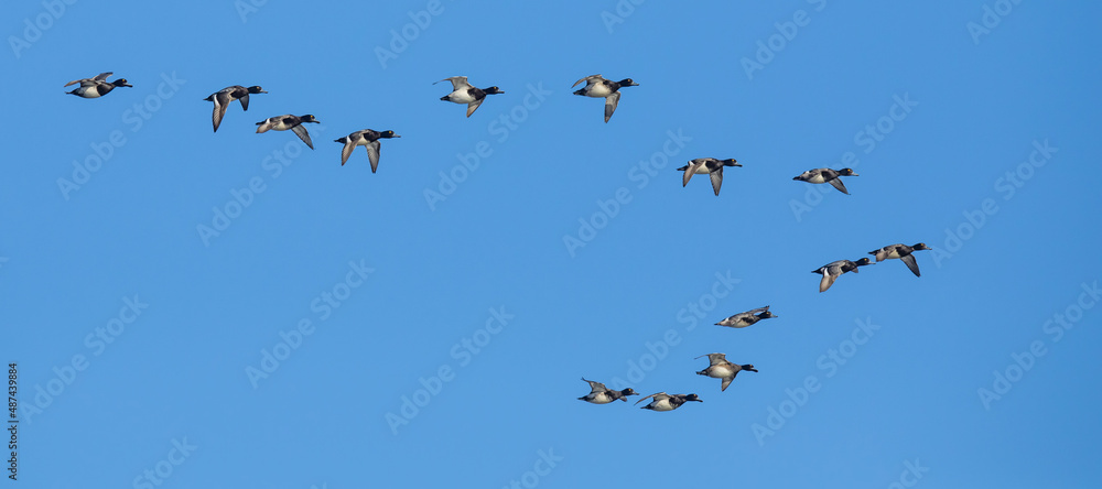 Flock of Scaup Ducks on a Bluebird Winter Day