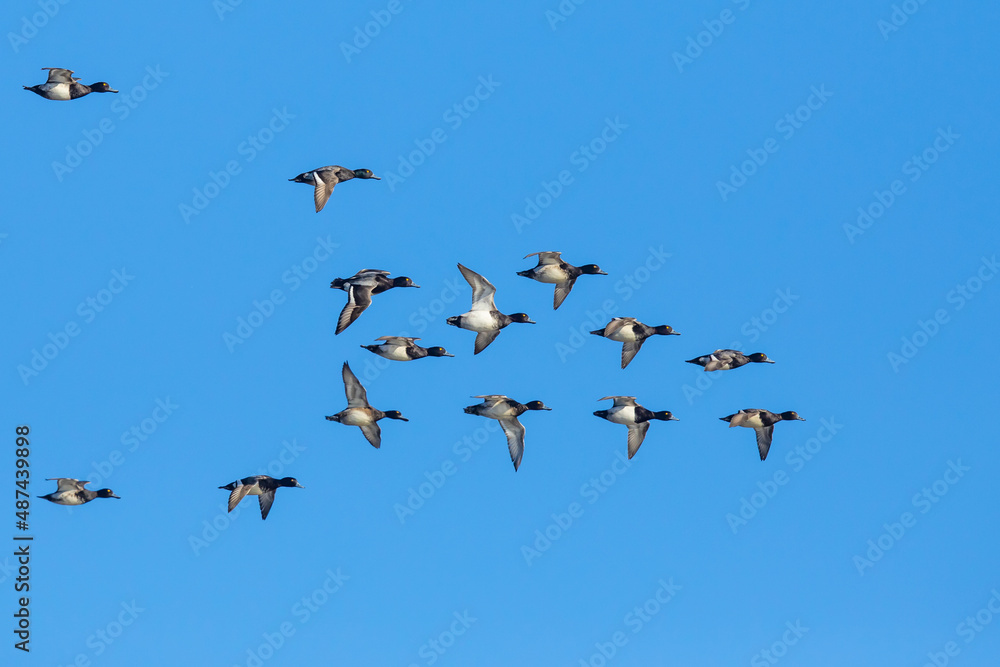 Flock of Scaup Ducks on a Bluebird Winter Day Flock of Scaup Ducks on a Bluebird Winter Day