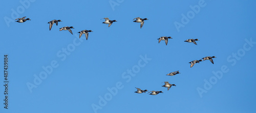 Flock of Scaup Ducks on a Bluebird Winter Day