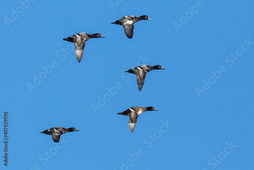 Fotografia, Obraz Flock of Scaup Ducks on a Bluebird Winter Day