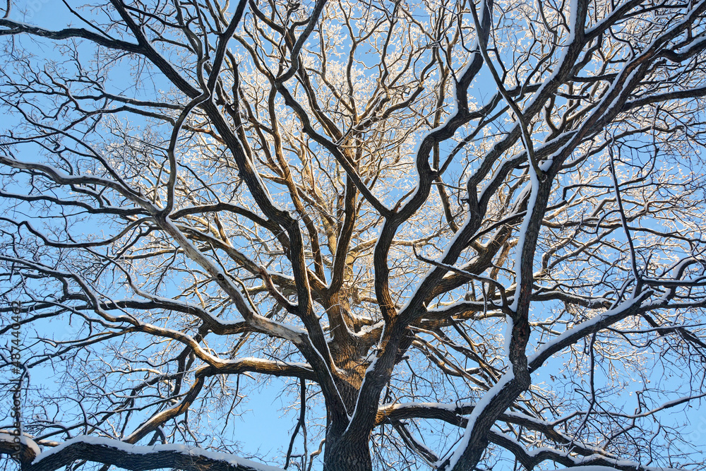 A large, sprawling oak in winter - a view of the crown covered with snow against the background of a blue sky A large, sprawling oak in winter - a view of the crown covered with snow against the background of a blue sky