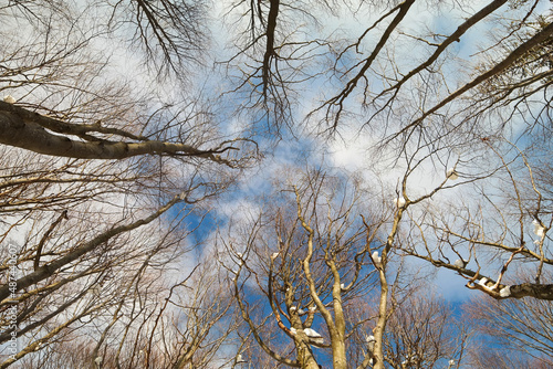 Fototapeta Naklejka Na Ścianę i Meble -  Drzewa w lesie zimą, widok na niebo.