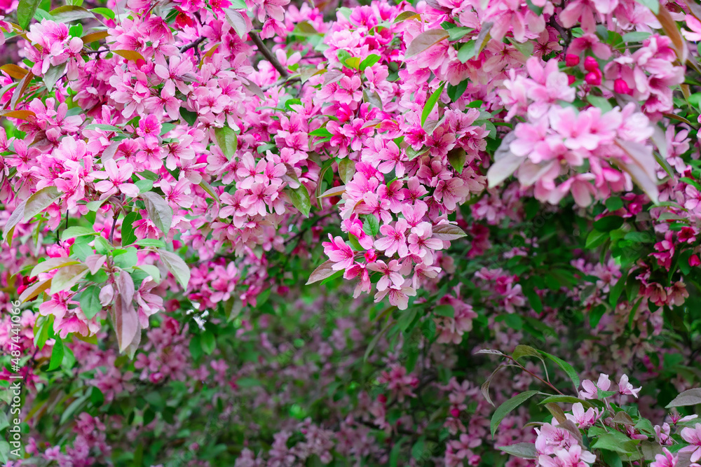 Pink Flowers Apple tree in Spring, soft focus