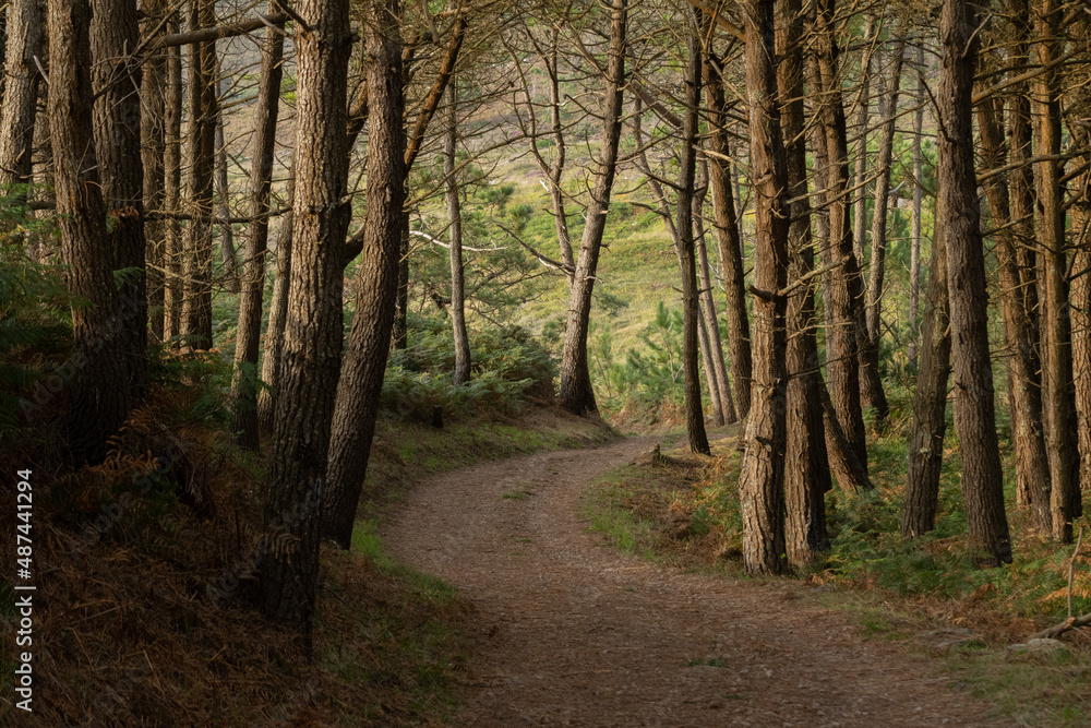 Winding country road among trees and more vegetation Winding country road among trees and more vegetation