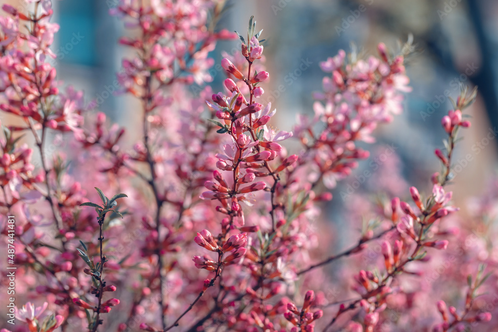 Prunus tenella blossoms close up. Nature floral background. Pink dwarf Russian almond flowers in spring. Seasonal wallpaper. Blossom tree branch Prunus tenella blossoms close up. Nature floral background. Pink dwarf Russian almond flowers in spring. Seasonal wallpaper. Blossom tree branch