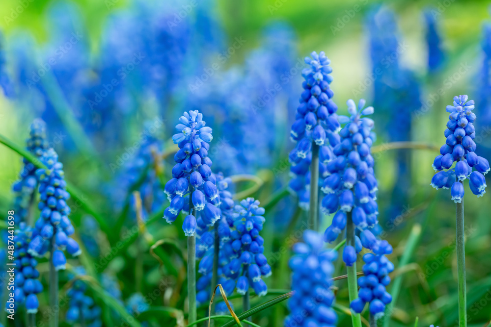 Grape hyacinth flowers close up. Floral spring blue background. Blooming muscari in the field. Bright blue flowers on a yellow background. Seasonal wallpaper for design Grape hyacinth flowers close up. Floral spring blue background. Blooming muscari in the field. Bright blue flowers on a yellow background. Seasonal wallpaper for design