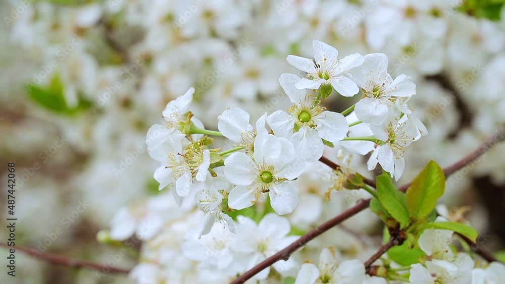 Close-up garden of blooming cherry trees with white flowers in spring. The Cherry Orchard Close-up garden of blooming cherry trees with white flowers in spring. The Cherry Orchard