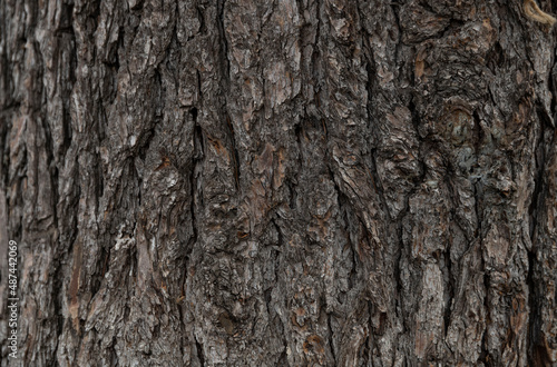 Natural bark of a tree texture. Wooden texture.