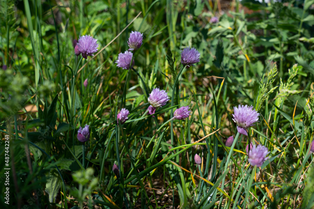 Trifolium pratense. Thickets of a blossoming clover in the grass. Trifolium pratense. Thickets of a blossoming clover in the grass.