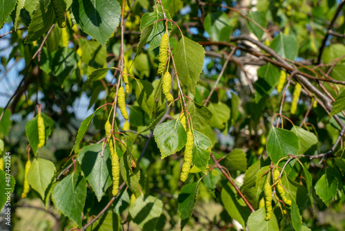 Branch of birch tree (Betula pendula, silver birch, warty birch, European white birch) with green leaves and catkins.