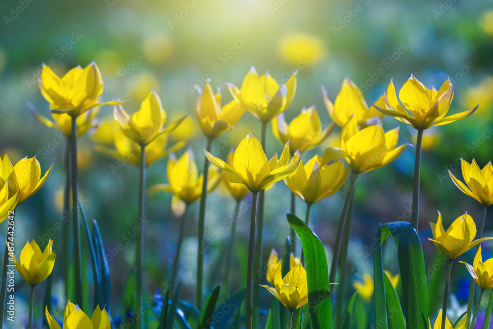 Fototapeta premium Yellow tulips field close-up. Tulipa sylvestris flowers. Floral background for design, postcards, posters, banners. Delicate petals on a dark background. Romantic wallpaper