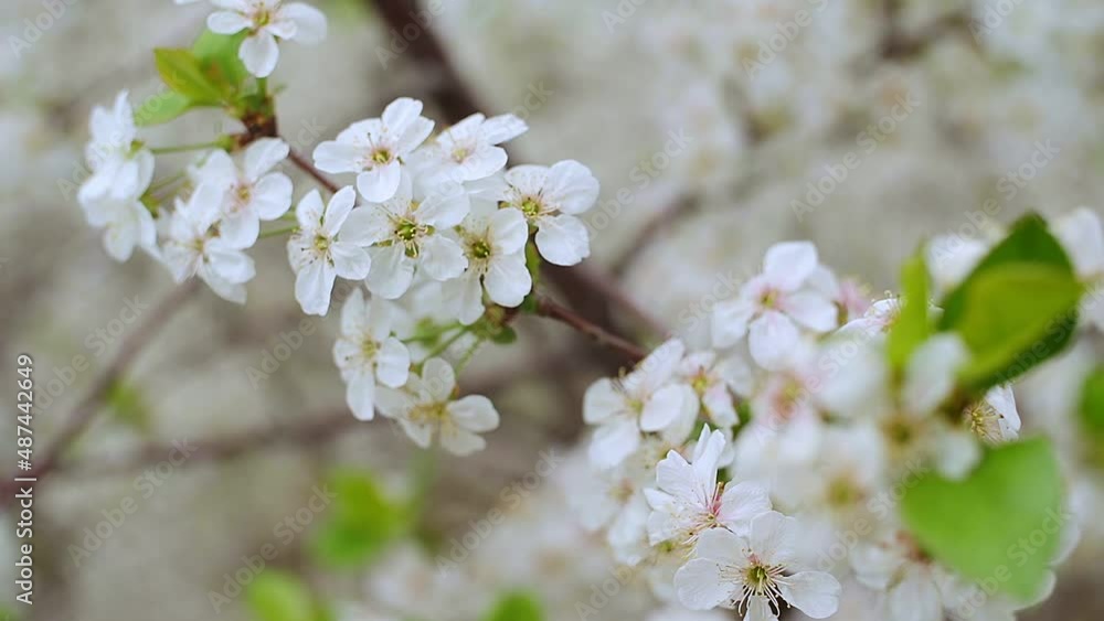 Close-up garden of blooming cherry trees with white flowers in spring. The Cherry Orchard Close-up garden of blooming cherry trees with white flowers in spring. The Cherry Orchard