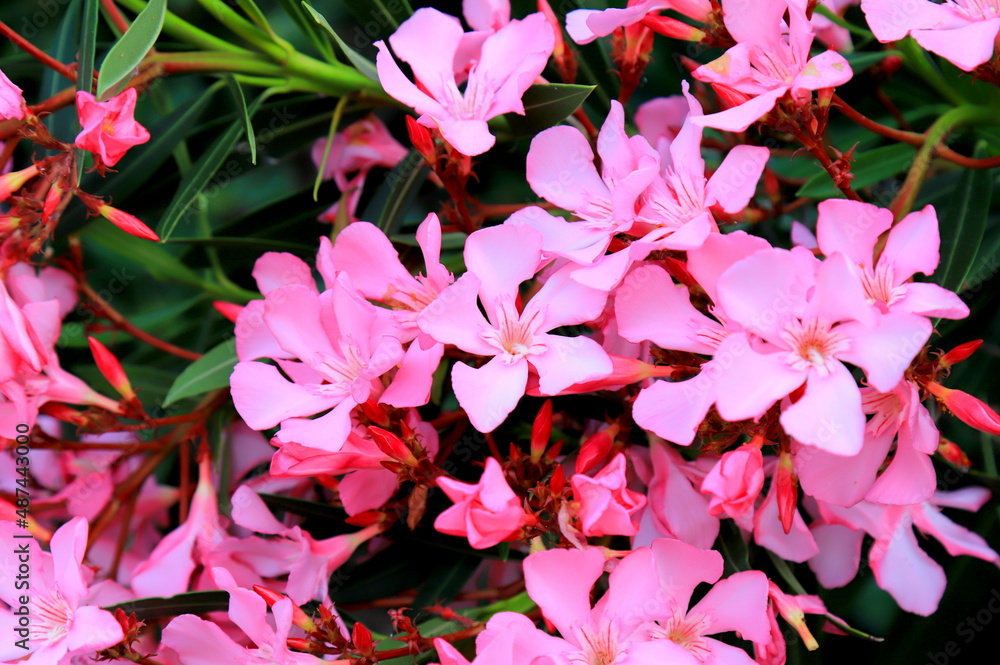 Best pink oleander flowers, Nerium oleander, bloomed in spring. Shrub tree poisonous plant for medicine pharmacology. Pink summer garden background Best pink oleander flowers, Nerium oleander, bloomed in spring. Shrub tree poisonous plant for medicine pharmacology. Pink summer garden background
